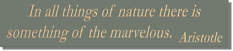 In all things of nature there is something of the marvelous  Aristotle